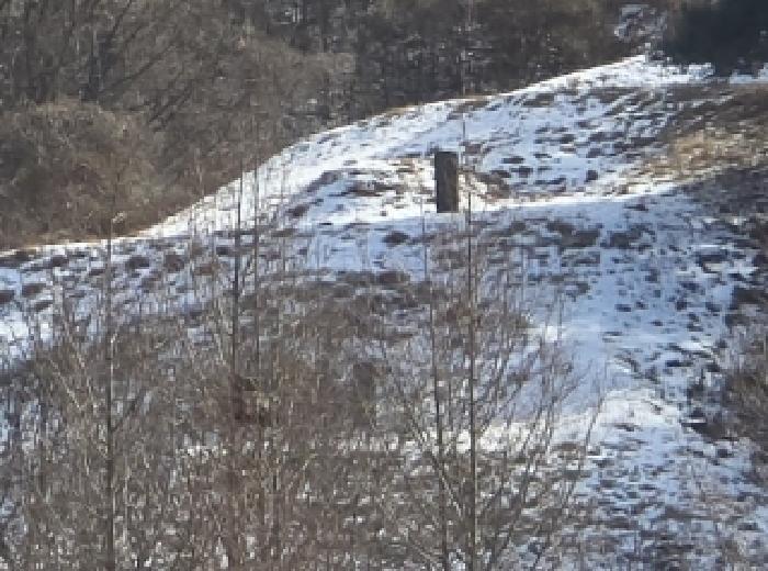 충청북도 청주시 서원구 남이면 수대리 산20 임야 경매 사진 5