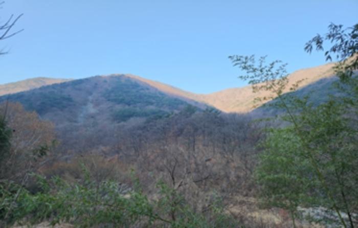 대구광역시 달성군 가창면 오리 산229 임야 경매 사진 1