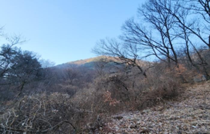 대구광역시 달성군 가창면 오리 산229 임야 경매 사진 4