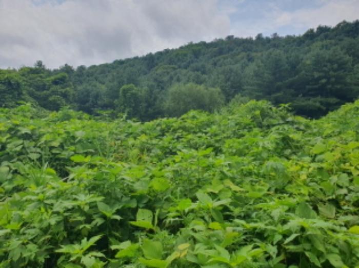 경기도 가평군 청평면 청평리 527-1 임야 경매 사진 17