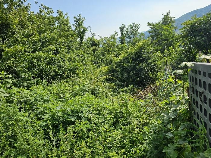 경상남도 김해시 주촌면 내삼리 521 전 경매 사진 8
