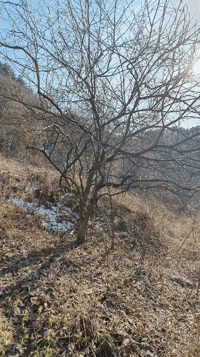 전라남도 보성군 문덕면 귀산리 산112 임야 경매 사진 12