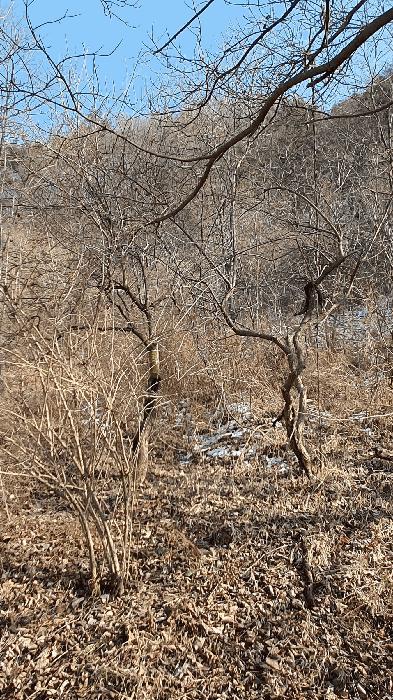 전라남도 보성군 문덕면 귀산리 산112 임야 경매 사진 21