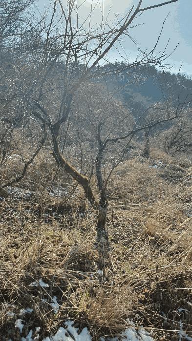 전라남도 보성군 문덕면 귀산리 산112 임야 경매 사진 22