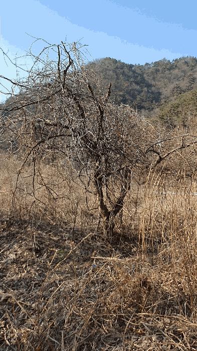 전라남도 보성군 문덕면 귀산리 산112 임야 경매 사진 29