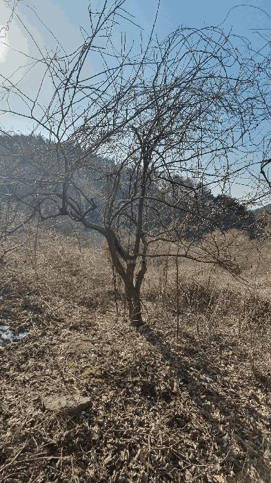 전라남도 보성군 문덕면 귀산리 산112 임야 경매 사진 35