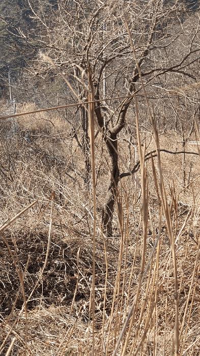 전라남도 보성군 문덕면 귀산리 산112 임야 경매 사진 37