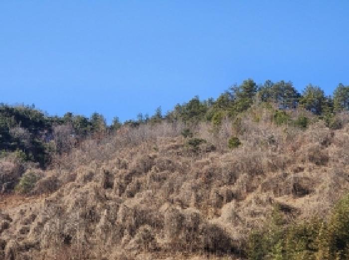 전라남도 보성군 문덕면 귀산리 산112 임야 경매 사진 55