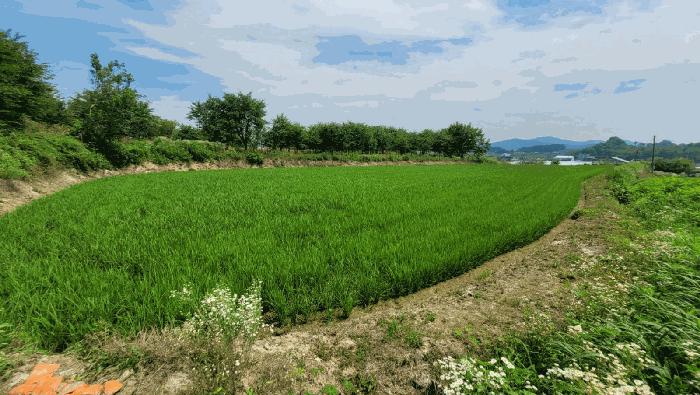 경기도 여주시 세종대왕면 마래리 산16-18 임야 경매 사진 19