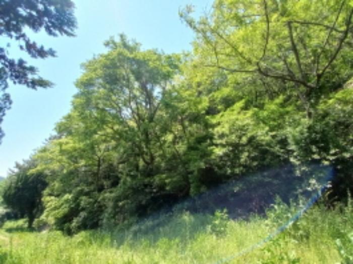 경상남도 남해군 남면 평산리 1516-20 임야 경매 사진 12