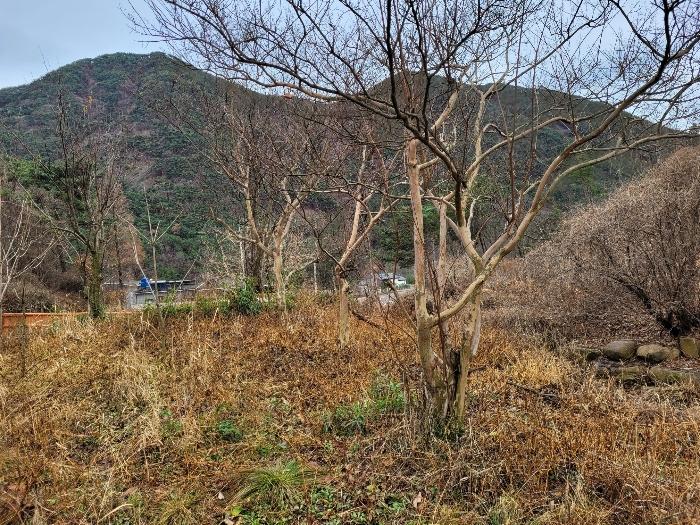 경상남도 창녕군 영산면 구계리 977 답 경매 사진 53
