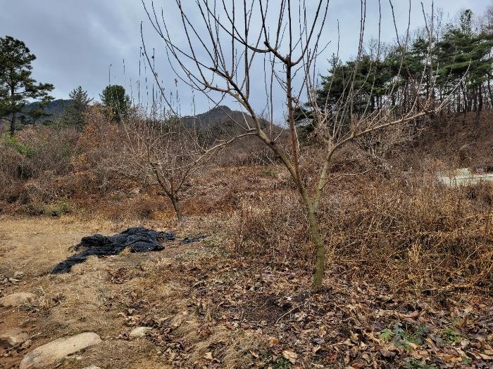 경상남도 창녕군 영산면 구계리 1279-1 답 경매 사진 12