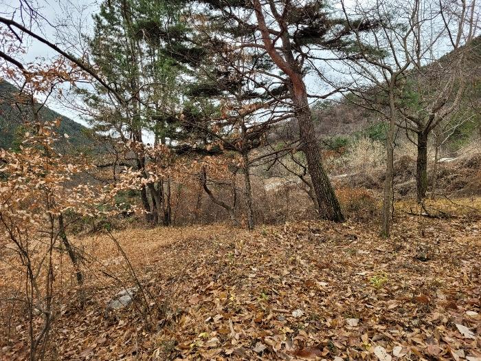 경상남도 창녕군 영산면 구계리 1285 임야 경매 사진 57