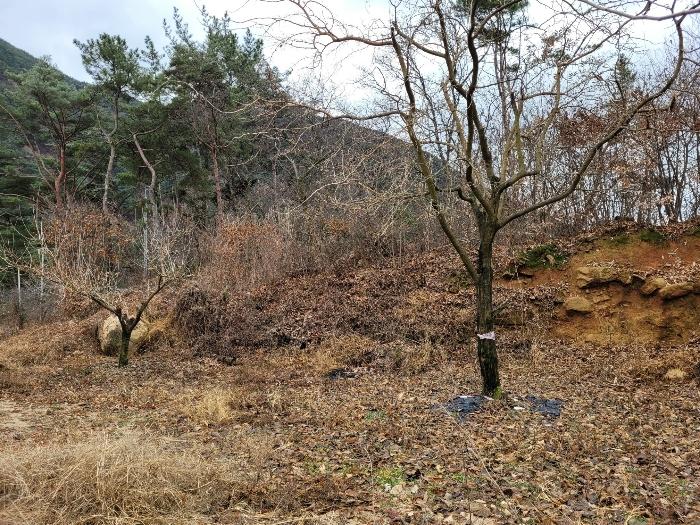 경상남도 창녕군 영산면 구계리 1285 임야 경매 사진 59