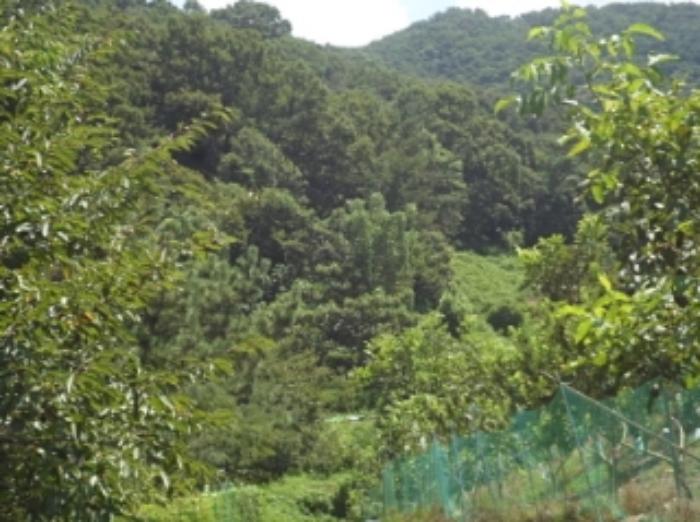 경상남도 밀양시 무안면 정곡리 산66 임야 경매 사진 11