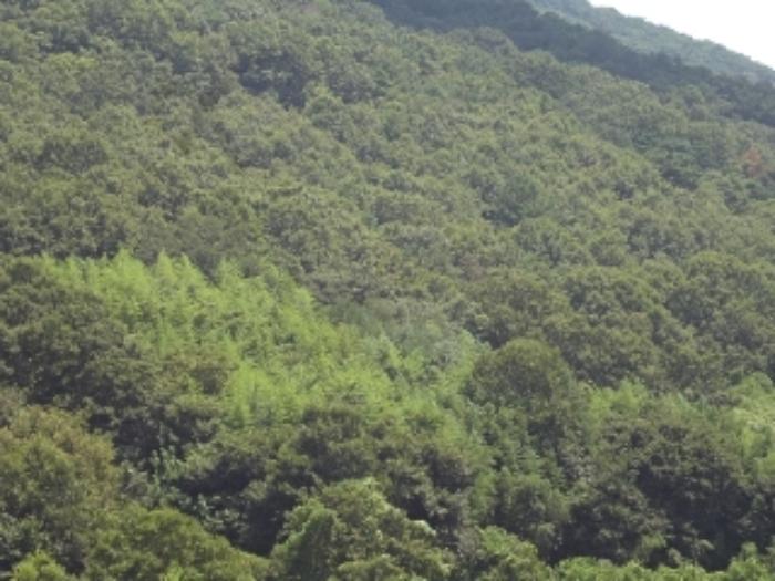 경상남도 밀양시 무안면 정곡리 산66 임야 경매 사진 6