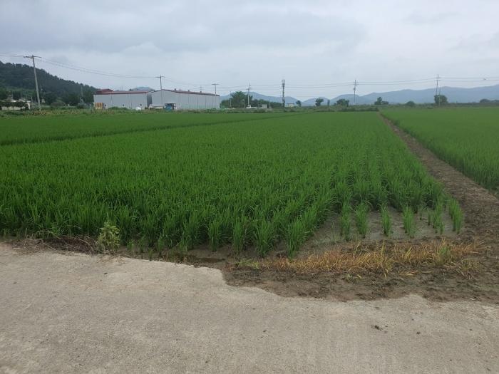 전라남도 무안군 일로읍 의산리 1815-4 답 경매 사진 3
