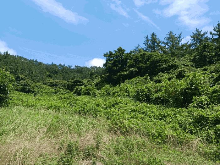 전라남도 완도군 노화읍 도청리 167 전 경매 사진 10