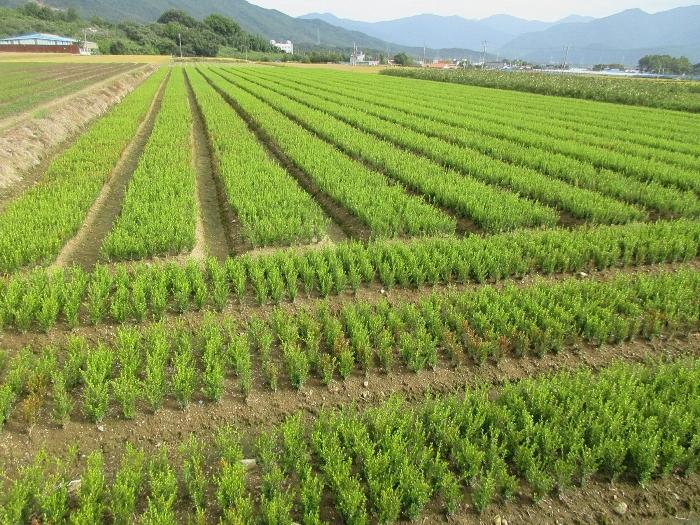 전라남도 구례군 마산면 마산리 77-22 전 경매 사진 4