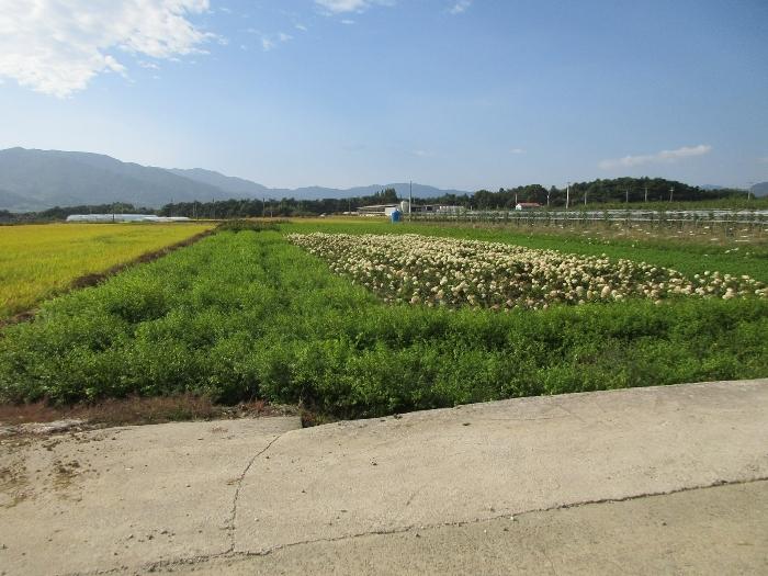 전라남도 구례군 마산면 마산리 330-8 답 경매 사진 10
