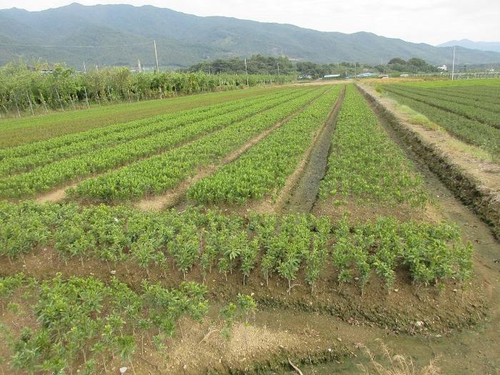 전라남도 구례군 마산면 마산리 330-8 답 경매 사진 15