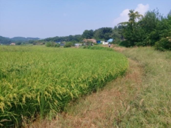 충청남도 당진시 송악읍 가학리 123 답 경매 사진 11