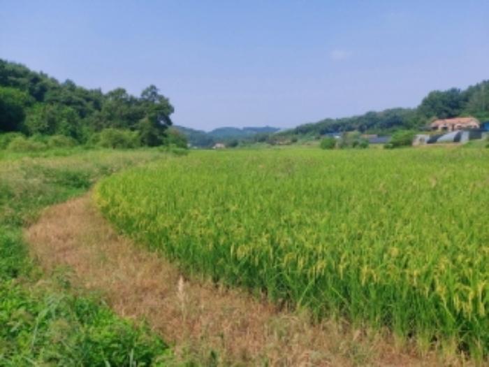충청남도 당진시 송악읍 가학리 123 답 경매 사진 13