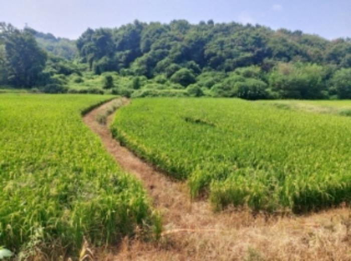 충청남도 당진시 송악읍 가학리 123 답 경매 사진 14