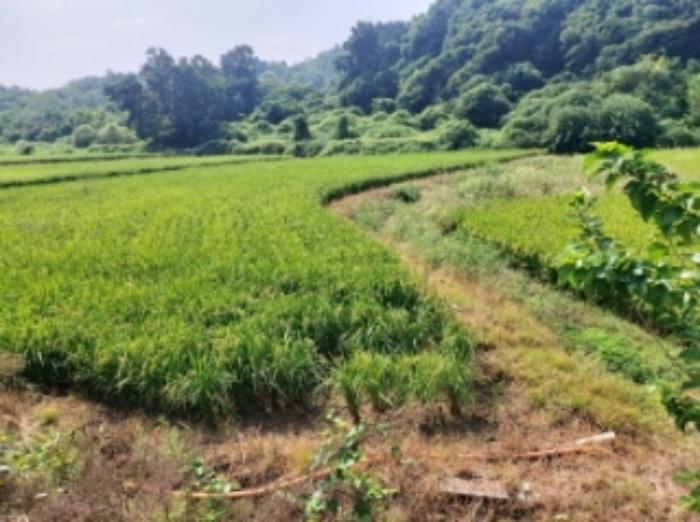 충청남도 당진시 송악읍 가학리 123 답 경매 사진 16