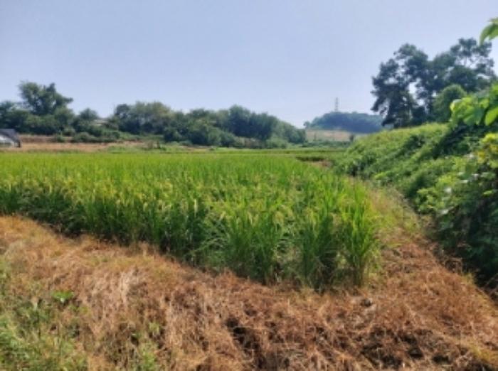 충청남도 당진시 송악읍 가학리 123 답 경매 사진 18