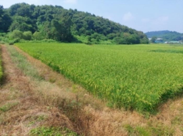충청남도 당진시 송악읍 가학리 123 답 경매 사진 20