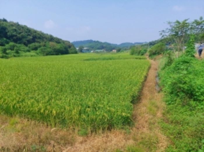 충청남도 당진시 송악읍 가학리 123 답 경매 사진 21