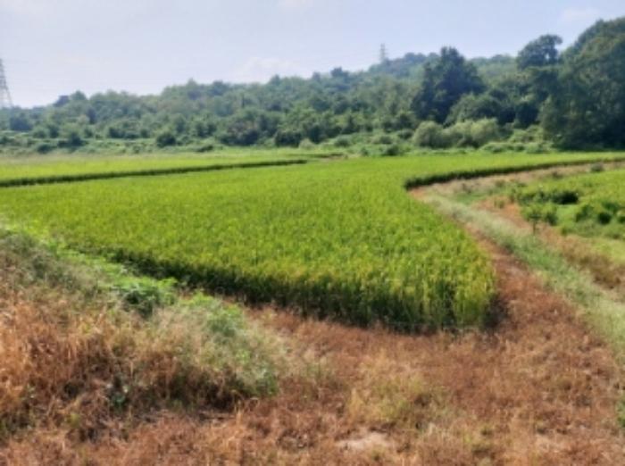 충청남도 당진시 송악읍 가학리 123 답 경매 사진 23