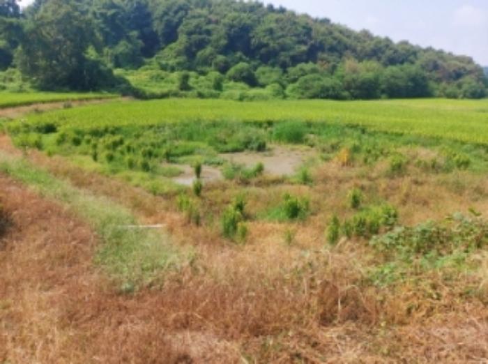 충청남도 당진시 송악읍 가학리 123 답 경매 사진 24