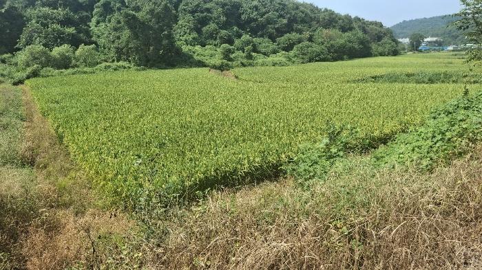 충청남도 당진시 송악읍 가학리 123 답 경매 사진 3