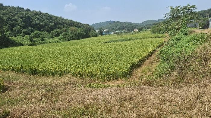 충청남도 당진시 송악읍 가학리 123 답 경매 사진 7
