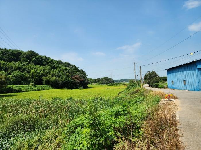 충청남도 당진시 송산면 금암리 481-2 임야 경매 사진 11
