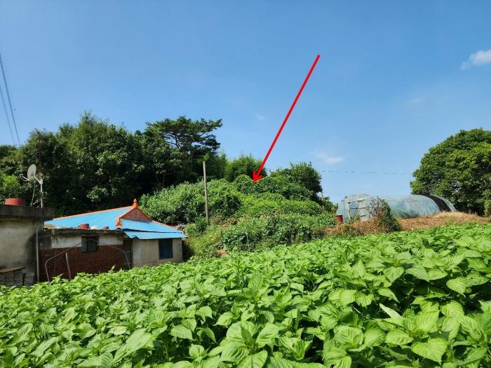 충청남도 당진시 송산면 금암리 481-2 임야 경매 사진 19
