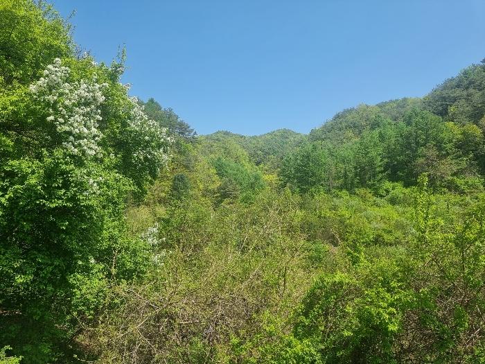 경상북도 영양군 영양읍 서부리 426-1 임야 경매 사진 13