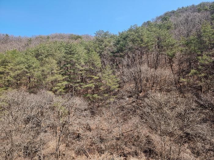 경상북도 영양군 영양읍 서부리 426-1 임야 경매 사진 21