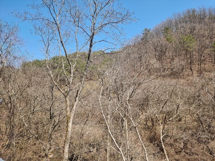 경상북도 영양군 영양읍 서부리 426-1 임야 경매 사진 5