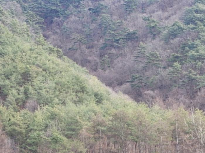 경상북도 영양군 영양읍 서부리 426-1 임야 경매 사진 69