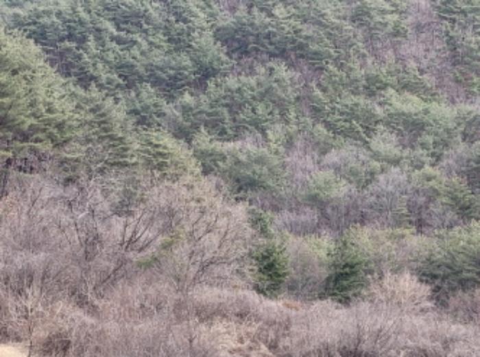경상북도 영양군 영양읍 서부리 426-1 임야 경매 사진 70