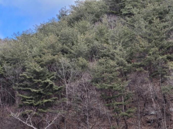 경상북도 영양군 영양읍 서부리 426-1 임야 경매 사진 71