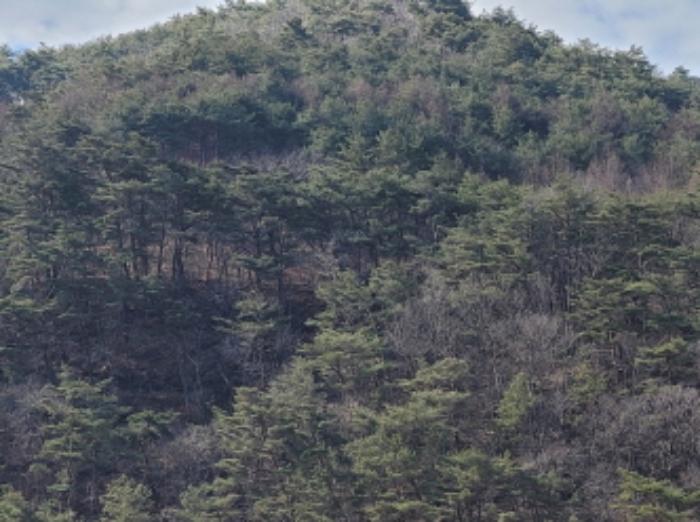 경상북도 영양군 영양읍 서부리 426-1 임야 경매 사진 77