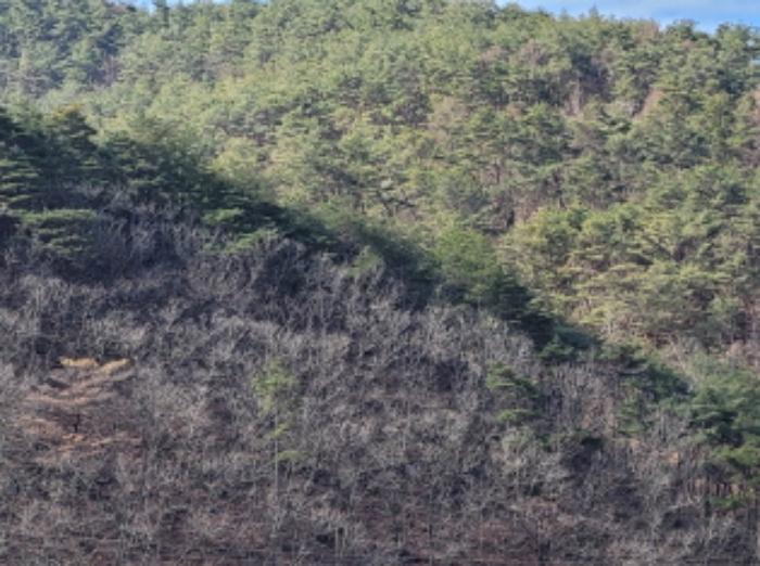 경상북도 영양군 영양읍 서부리 426-1 임야 경매 사진 78
