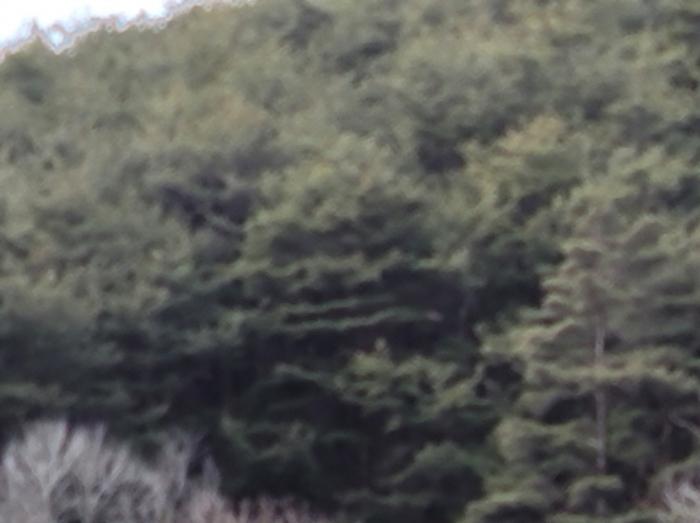 경상북도 영양군 영양읍 서부리 426-1 임야 경매 사진 79