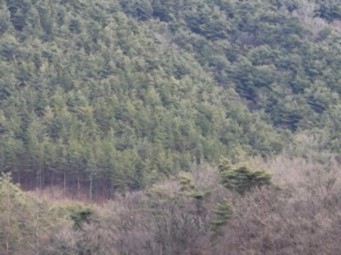 경상북도 영양군 영양읍 서부리 426-1 임야 경매 사진 80