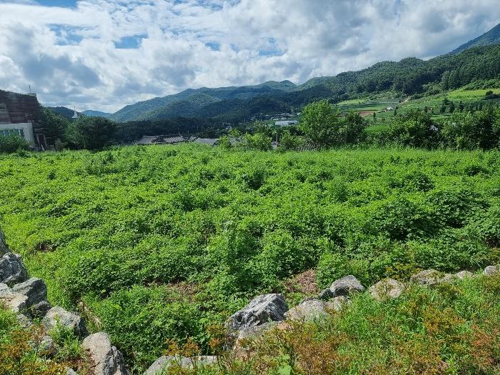 경상북도 영양군 일월면 주곡리 194-1 전 경매 사진 1