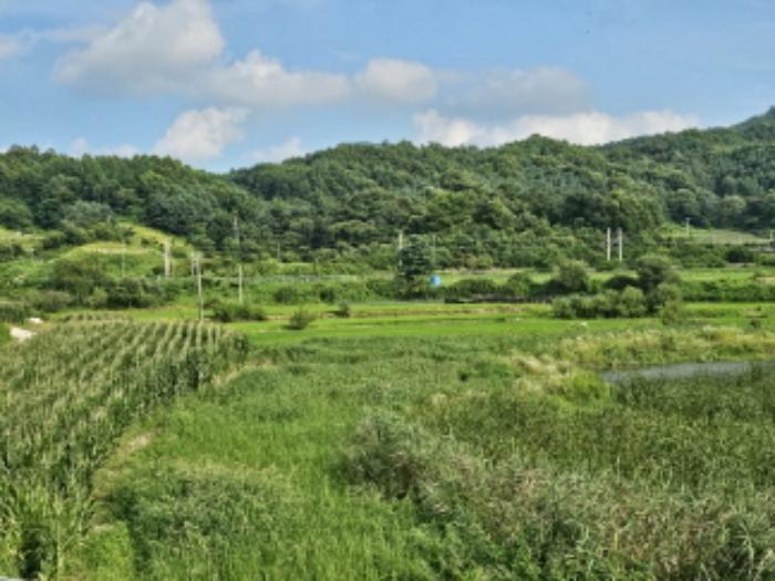 충청북도 음성군 원남면 보천리 346 답 경매 사진 6